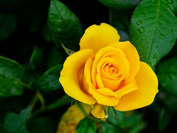 gul ros. Foto: Mostphotos